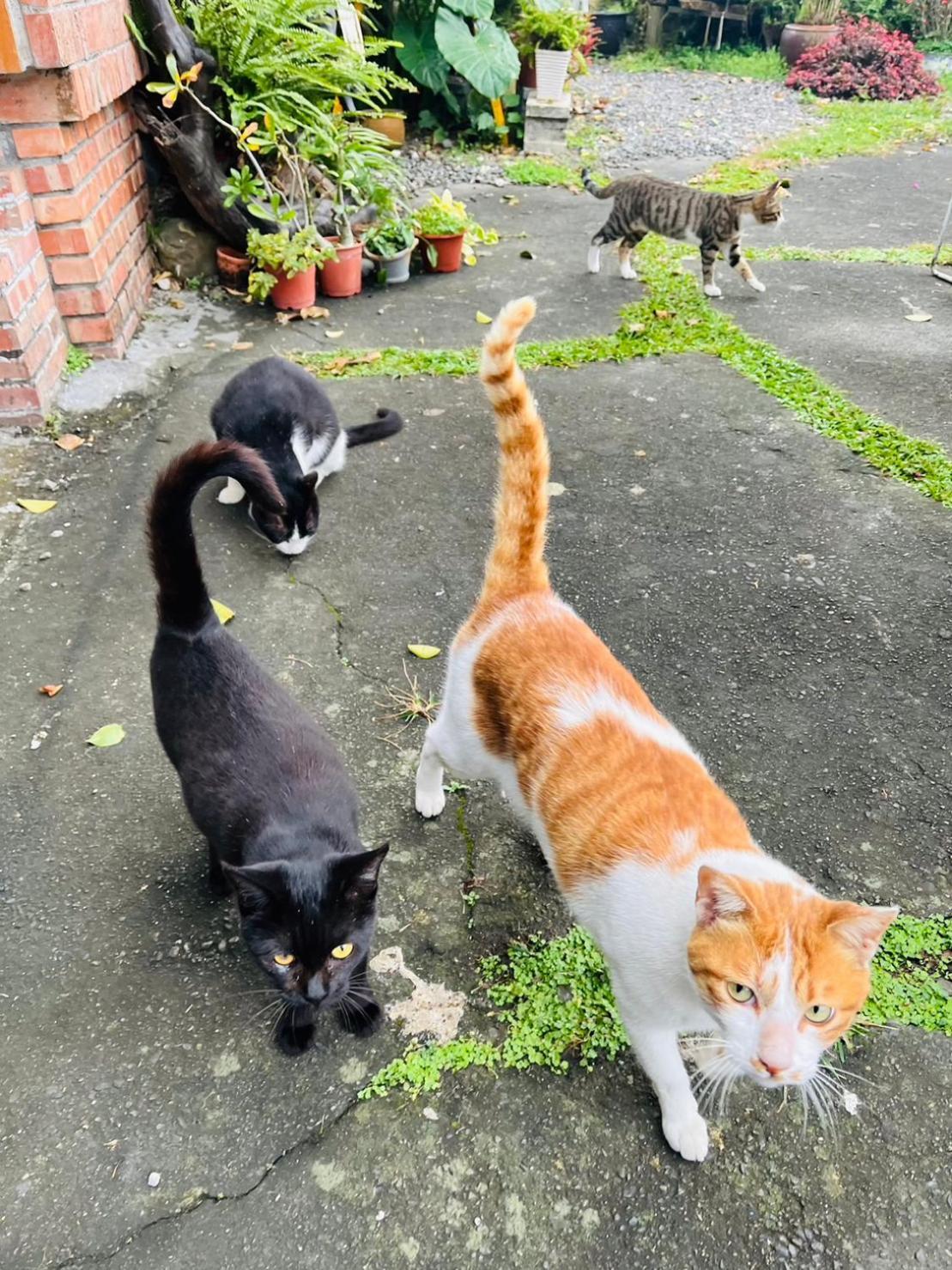 Cat Sky Country Homestay ซานซิง ภายนอก รูปภาพ