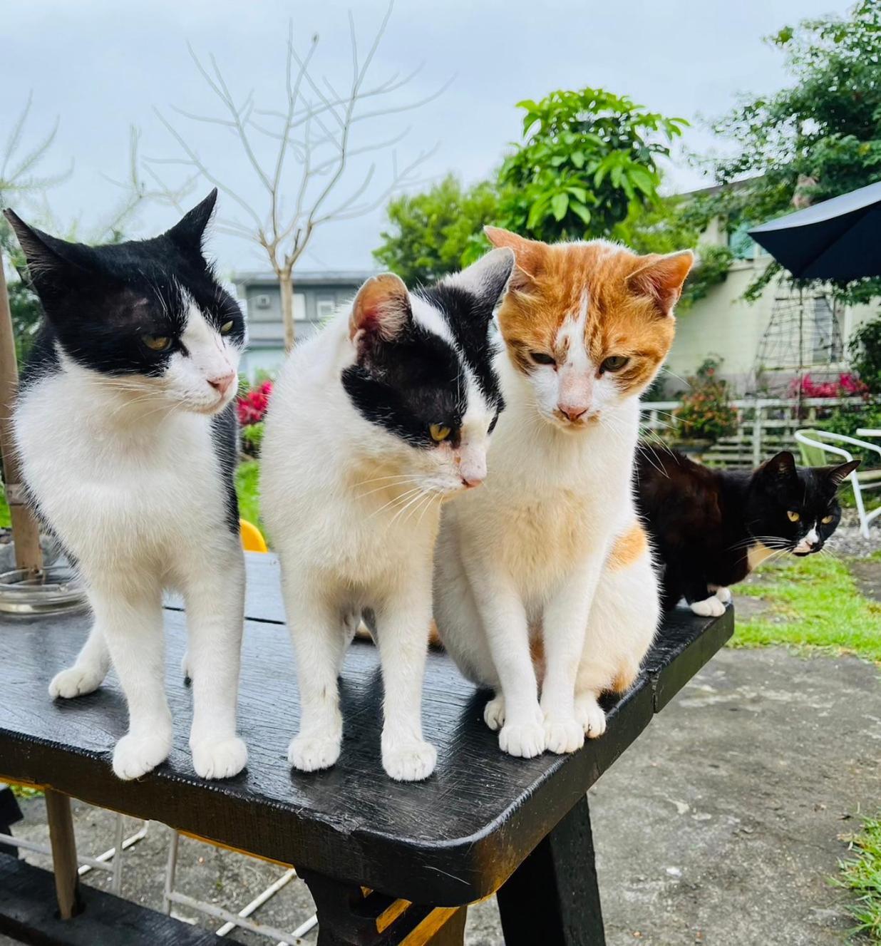 Cat Sky Country Homestay ซานซิง ภายนอก รูปภาพ