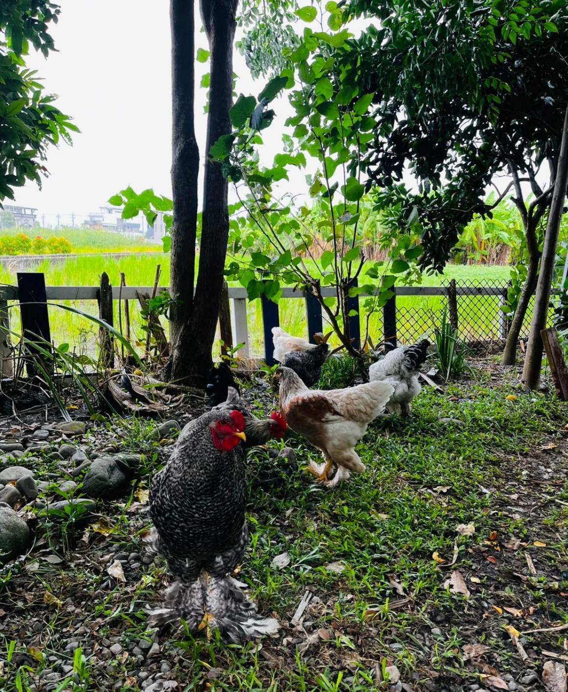 Cat Sky Country Homestay ซานซิง ภายนอก รูปภาพ