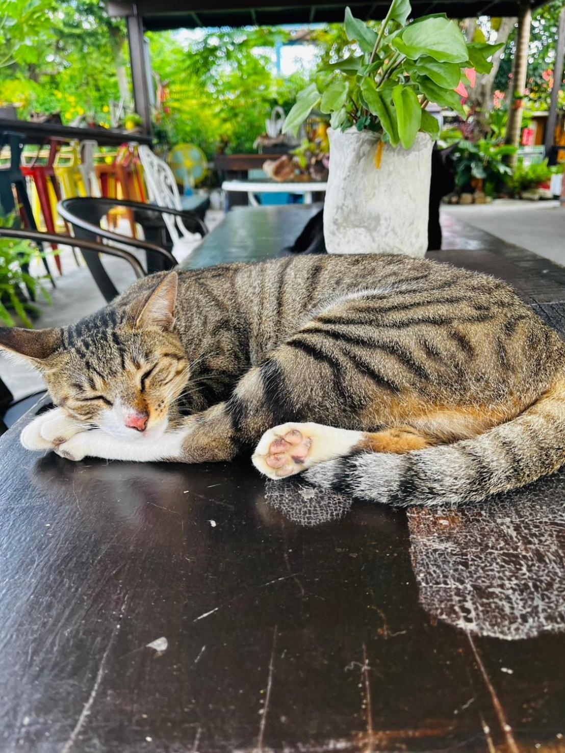 Cat Sky Country Homestay ซานซิง ภายนอก รูปภาพ