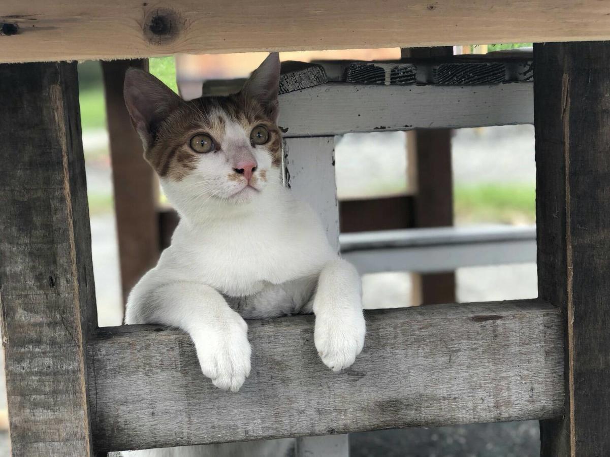 Cat Sky Country Homestay ซานซิง ภายนอก รูปภาพ